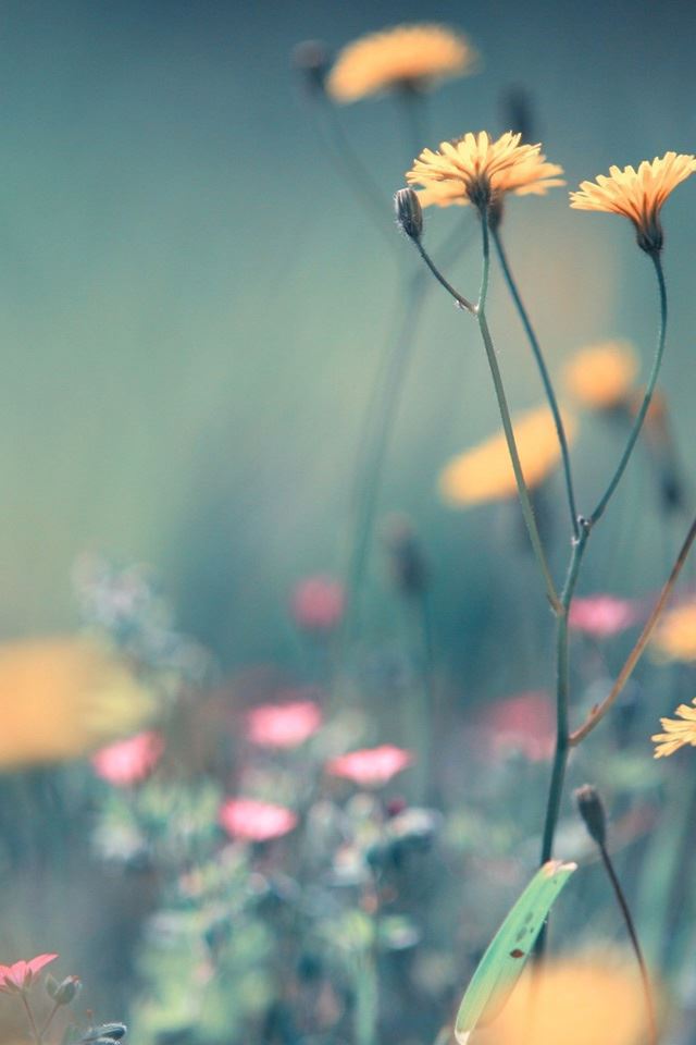 640x960 Dandelion Flowers - dandelion iPhone 4s Wallpaper