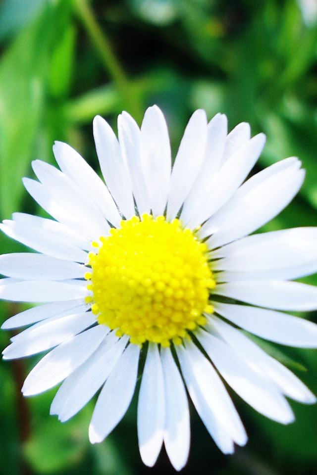 640x960 Atukas Art 5 - grass iPhone 4s Wallpaper