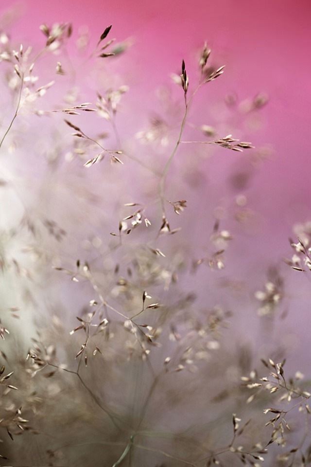 640x960 Nature flowers - nature iPhone 4s Wallpaper