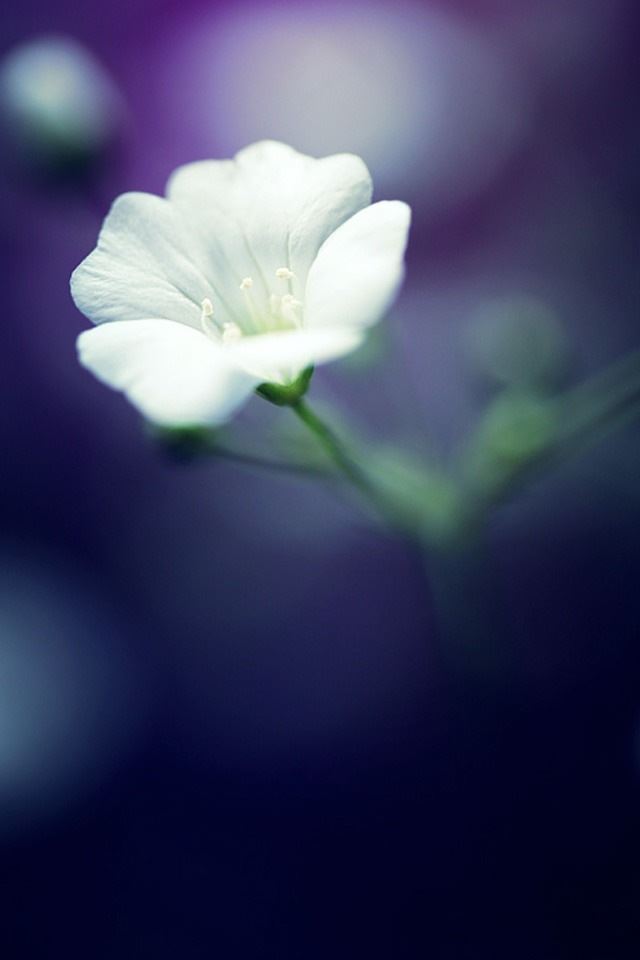 640x960 White petunia - bokeh iPhone 4s Wallpaper