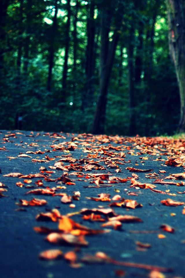 640x960 Leaves On The Road - leaves iPhone 4s Wallpaper