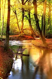 Creek In The Forest wallpaper