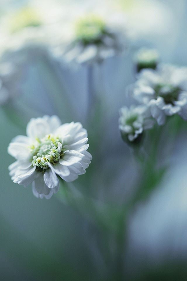 640x960 Nature flowers - bokeh iPhone 4s Wallpaper