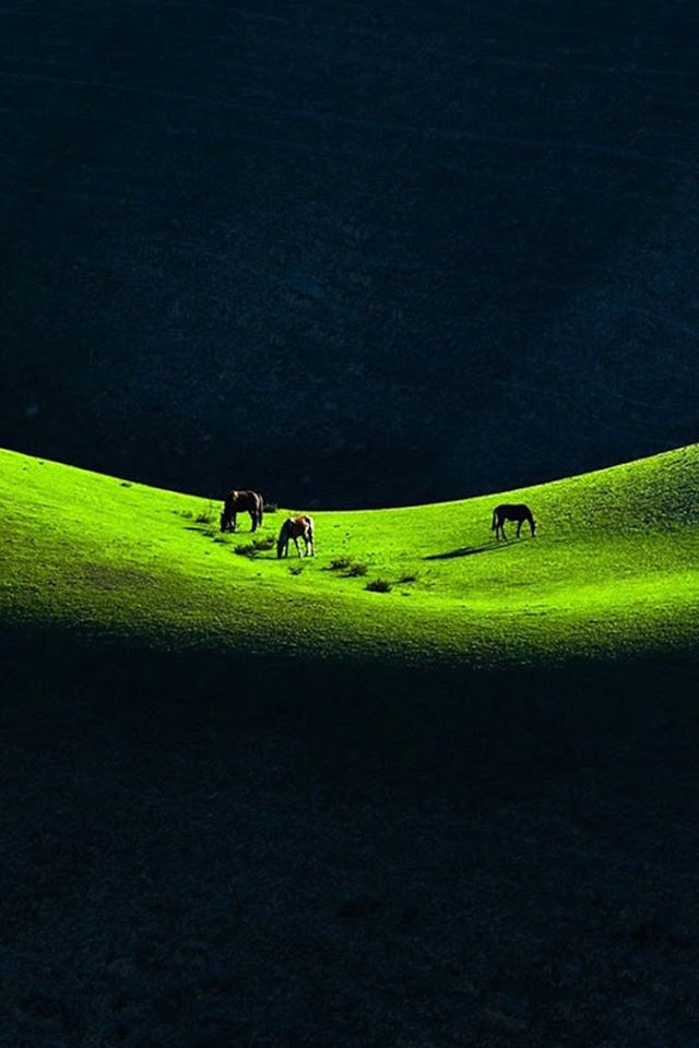 640x960 Horses on the prairie - prairie iPhone 4s Wallpaper
