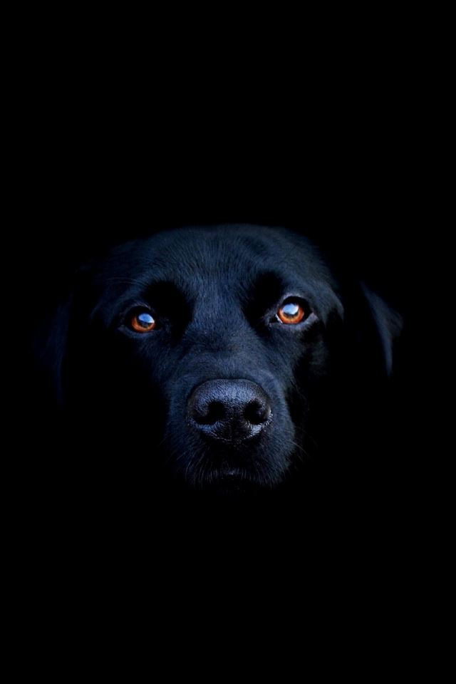 640x960 Black Dog - eye iPhone 4s Wallpaper