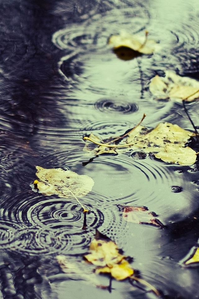 640x960 Water And Yellow Leaves - leaves iPhone 4s Wallpaper