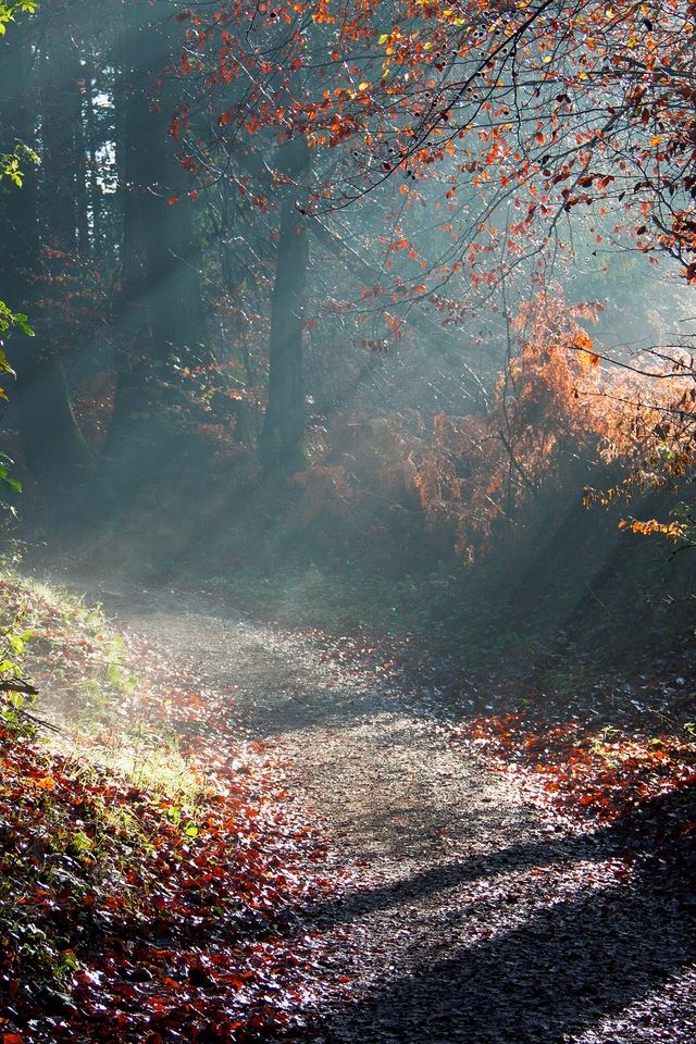 640x960 Forest Sunny Way - way iPhone 4s Wallpaper