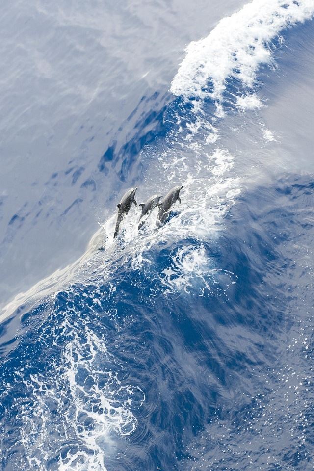 640x960 Dolphins - billow iPhone 4s Wallpaper