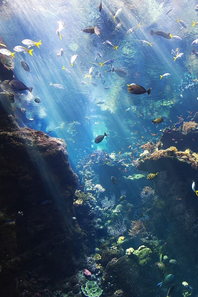 640x960 Underwater -  iPhone 4s Wallpaper