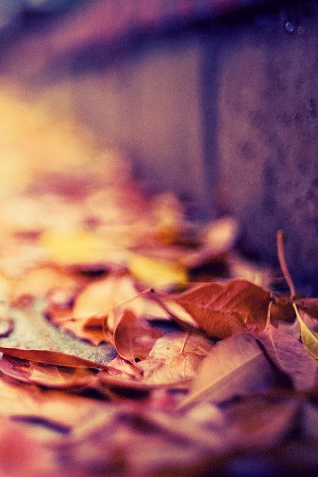 640x960 Leaves On The Street - orange iPhone 4s Wallpaper