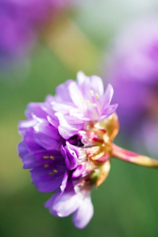 640x960 Purple Wildflower - sunshine iPhone 4s Wallpaper