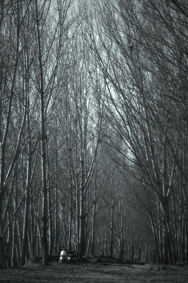 640x960 Haunted Forest - haunted iPhone 4s Wallpaper