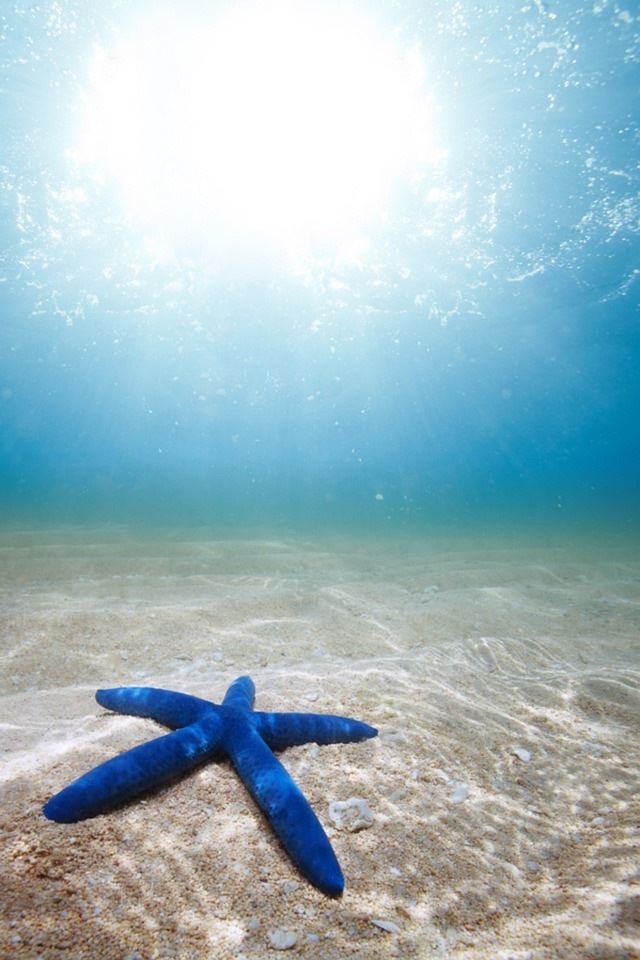 640x960 Underwater Starfish -  iPhone 4s Wallpaper