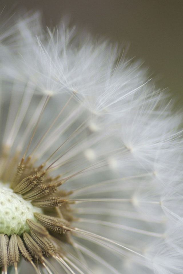 640x960 Dandelion Flower - flower iPhone 4s Wallpaper