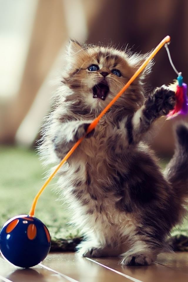 640x960 Lovely Playful Kitten - kitten iPhone 4s Wallpaper