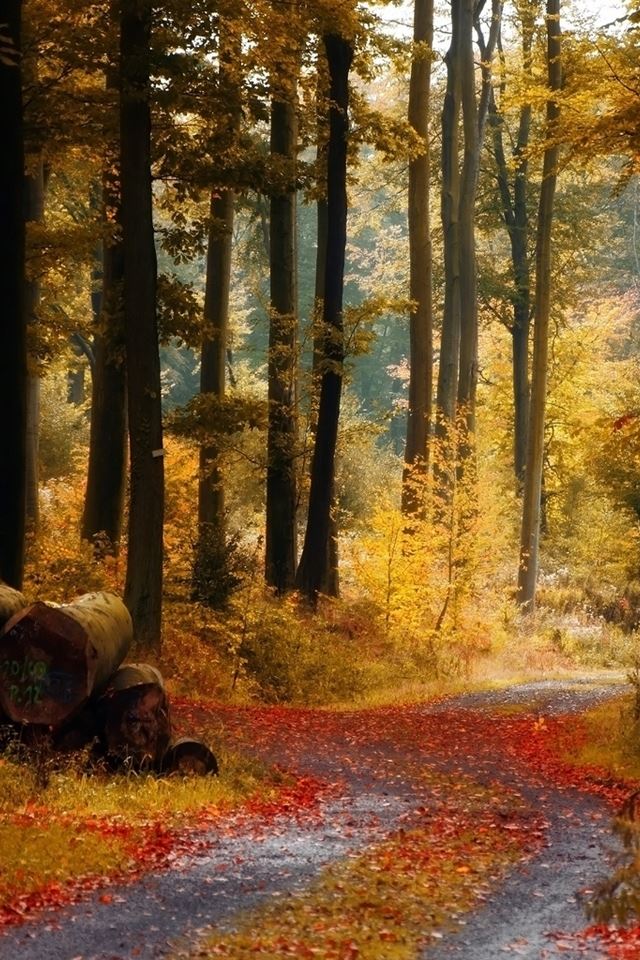 640x960 November Rain - tree iPhone 4s Wallpaper