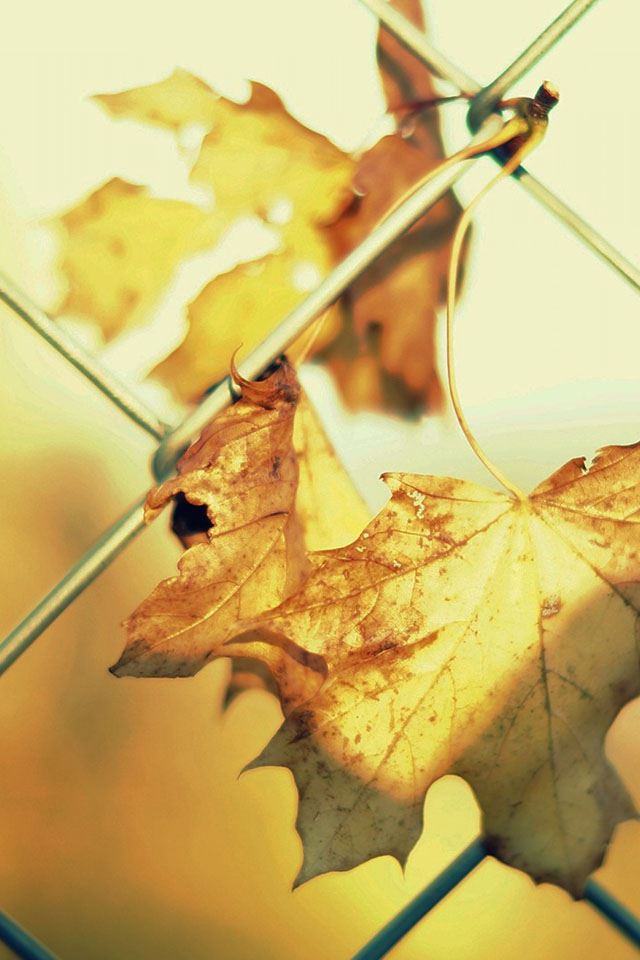 640x960 Fence Leaves Autumn Close up - orange iPhone 4s Wallpaper