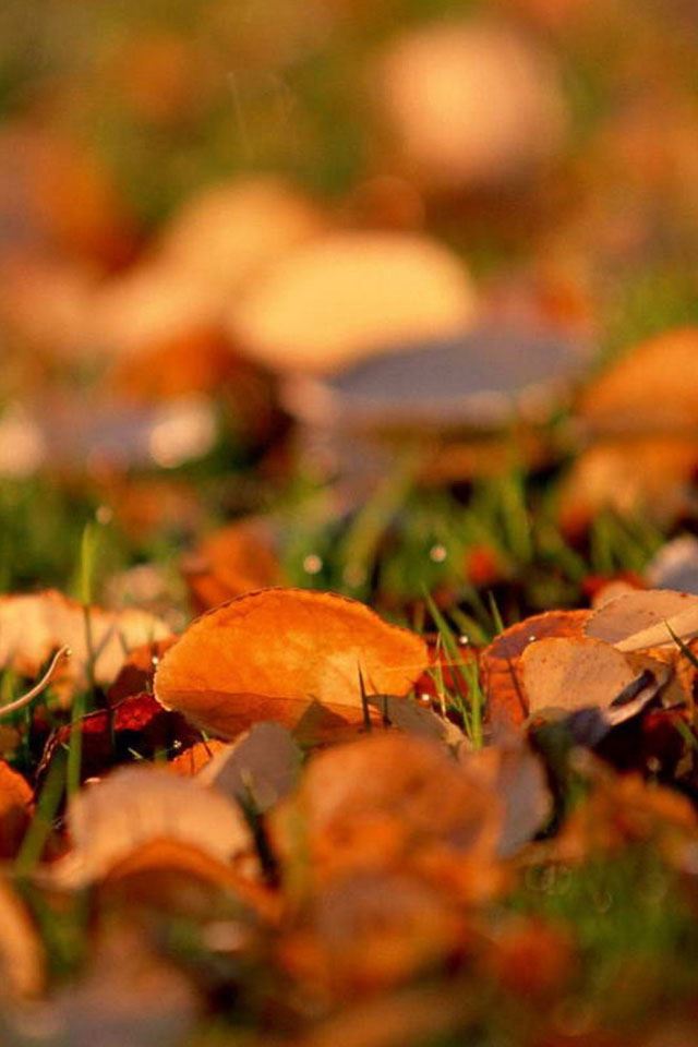 640x960 Red leaves close up - orange iPhone 4s Wallpaper