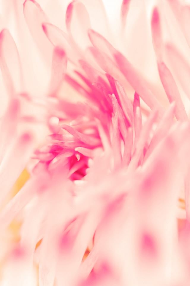 640x960 Spring Daisy Flower - spring iPhone 4s Wallpaper