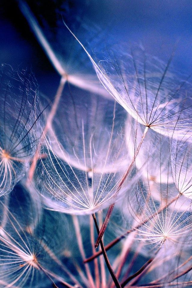 640x960 White Dandelions - float iPhone 4s Wallpaper