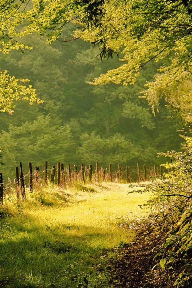 640x960 Summer Day In The Forest - forest iPhone 4s Wallpaper