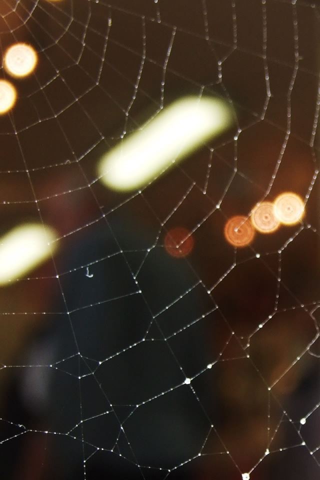 640x960 Spider Web 6 - brown iPhone 4s Wallpaper