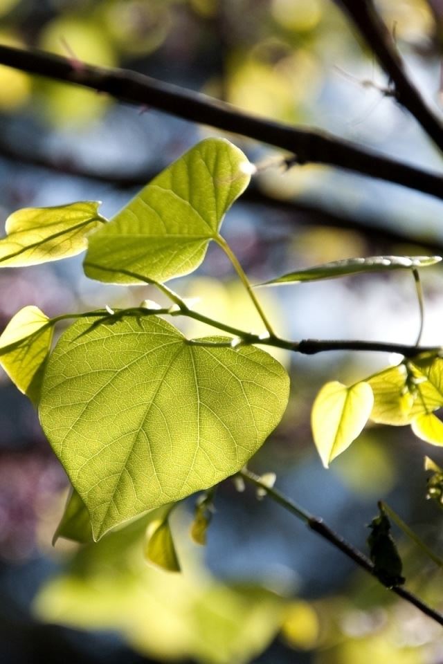 640x960 Tree Leaves Bokeh - branch iPhone 4s Wallpaper