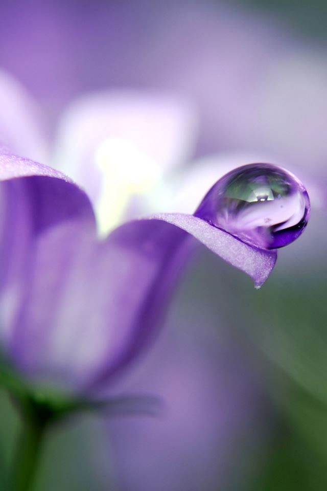 640x960 Blue Bell Flower Macro - macro iPhone 4s Wallpaper
