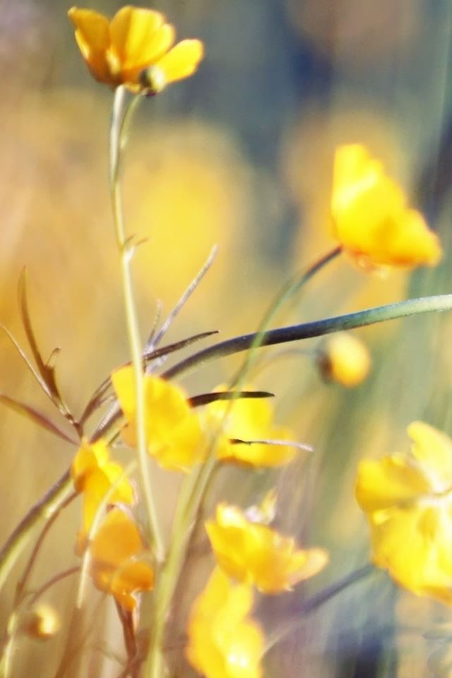 640x960 Buttercups - stem iPhone 4s Wallpaper