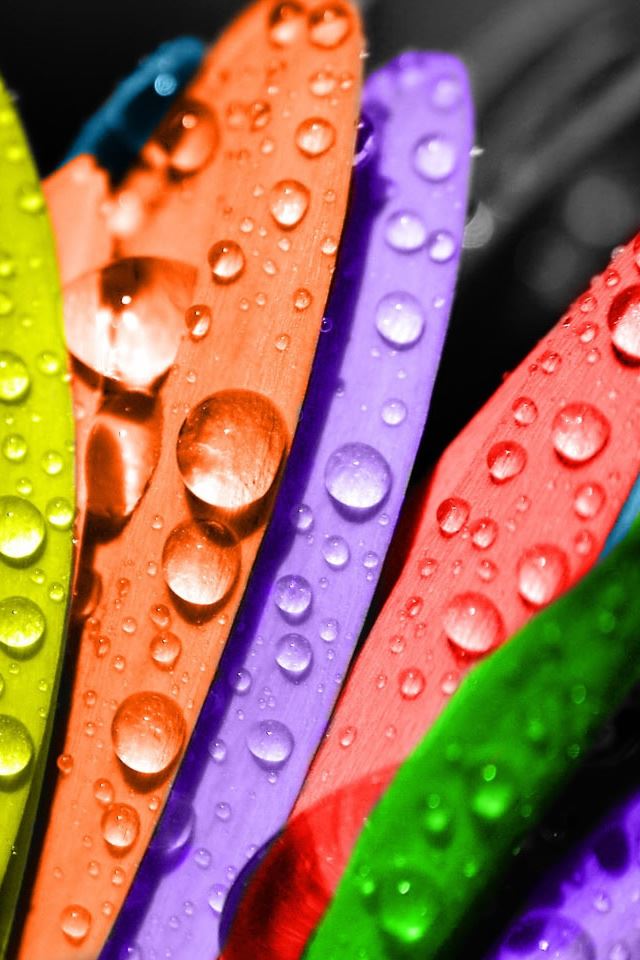 640x960 Colorful Flower - droplet iPhone 4s Wallpaper
