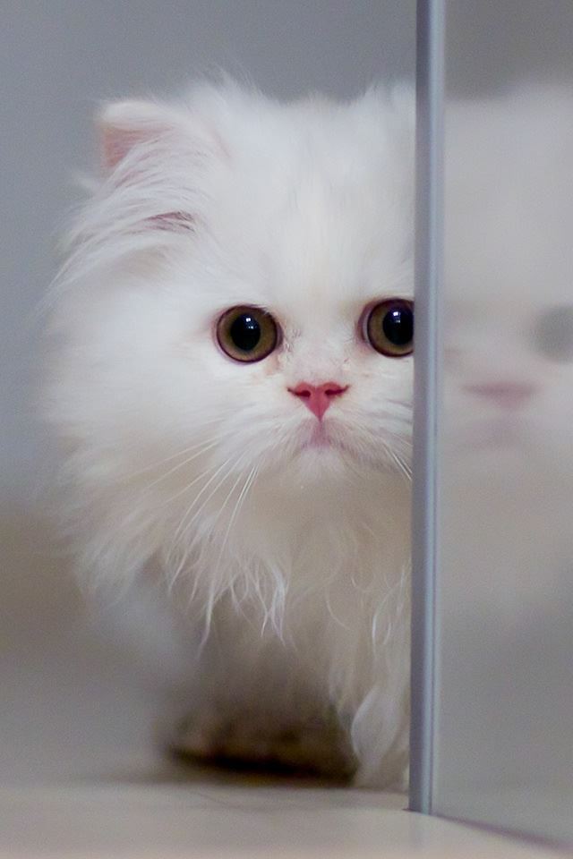 Cute White Cat iPhone 4s wallpaper 