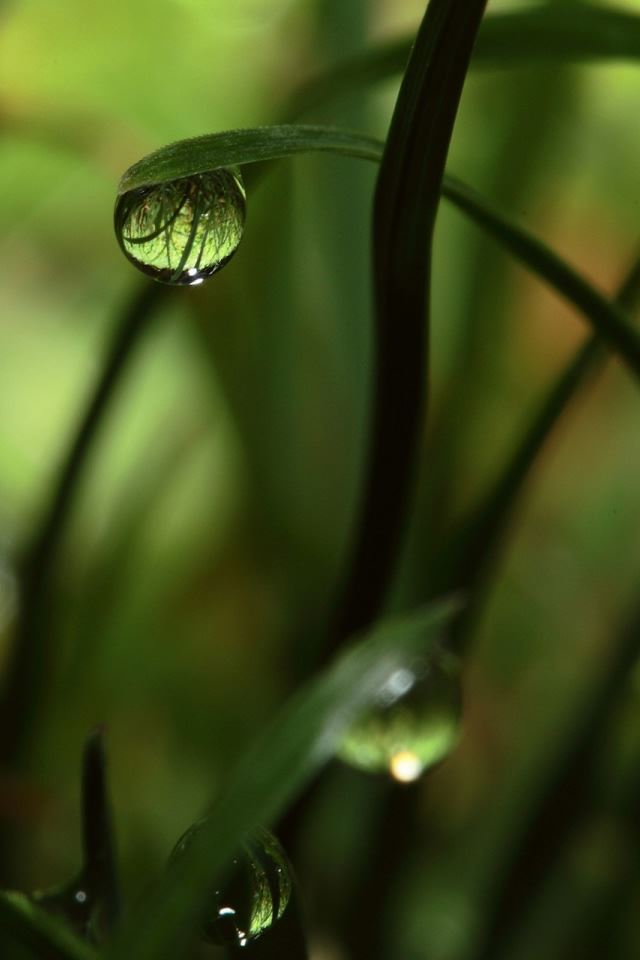 640x960 Close Up Grass Dew - grass iPhone 4s Wallpaper
