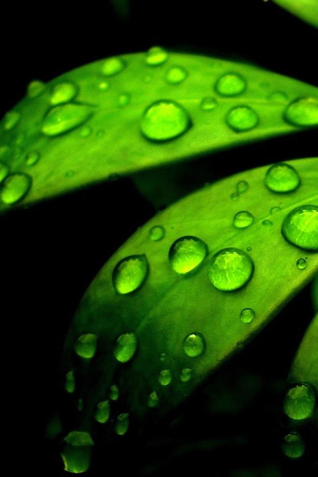 640x960 Green Flower - droplet iPhone 4s Wallpaper