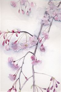 Sakura illustrator wallpaper