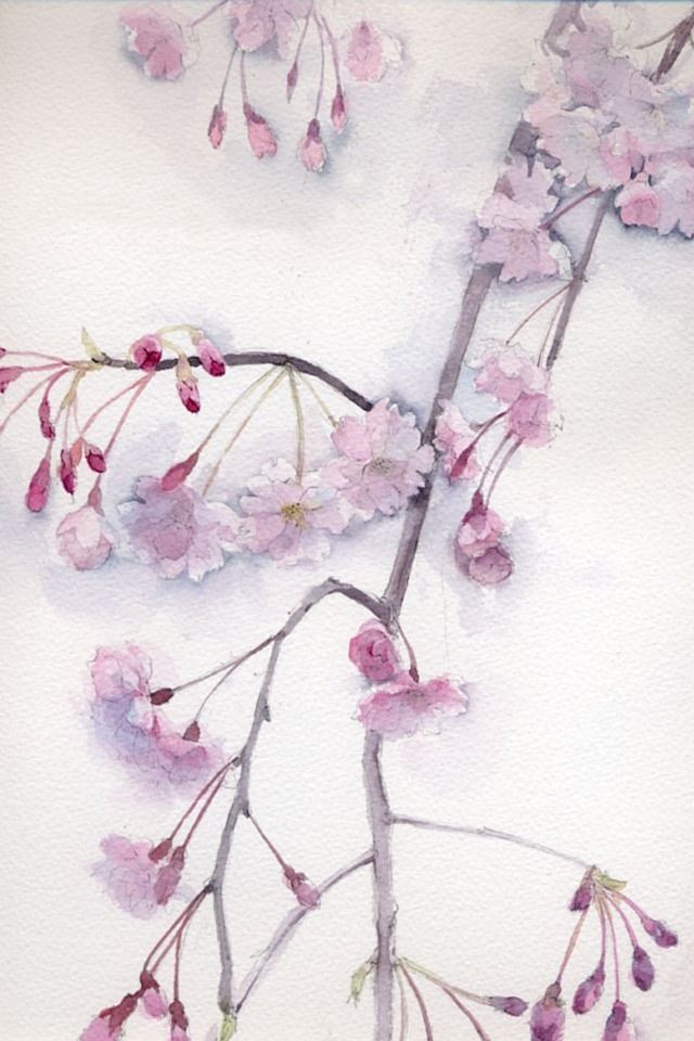 640x960 Sakura illustrator - illustrator iPhone 4s Wallpaper