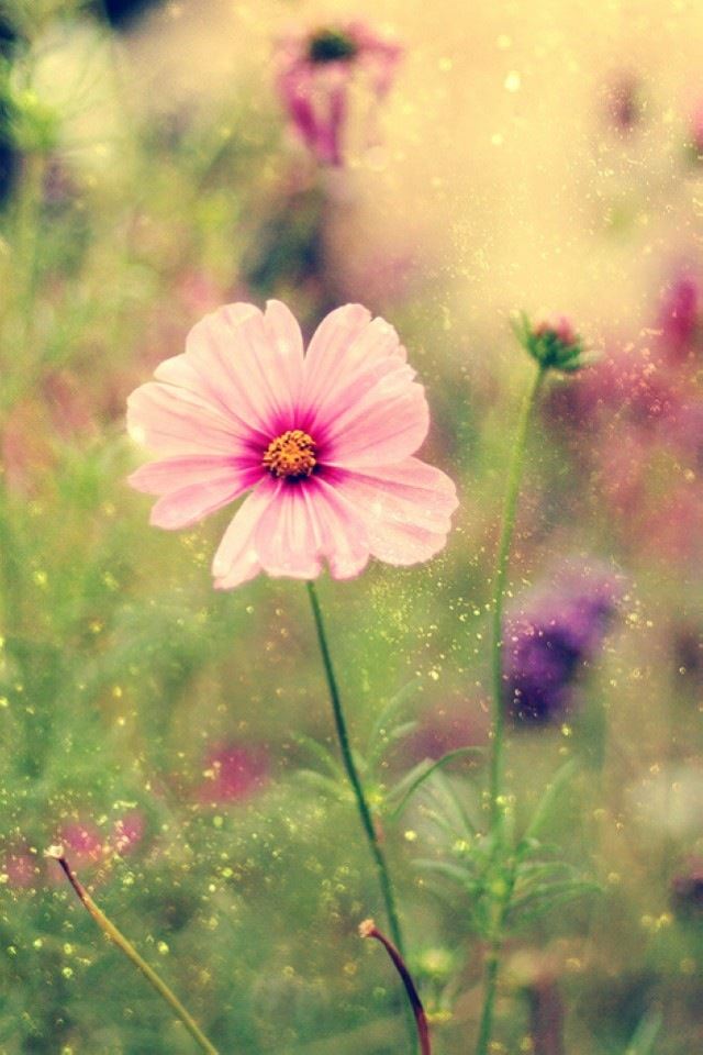 Pretty little flowers iPhone 4s wallpaper 