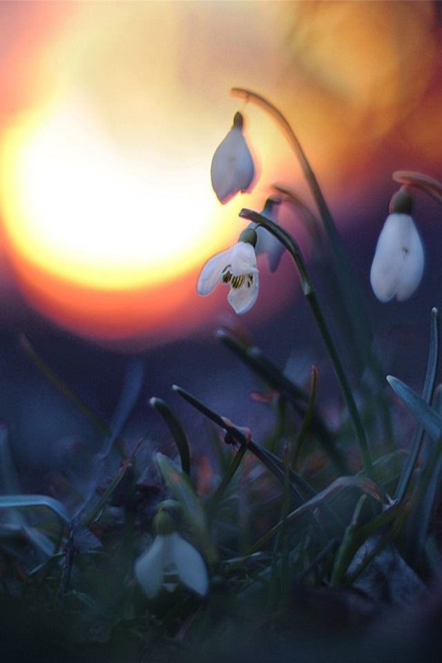 640x960 Orchid - green iPhone 4s Wallpaper