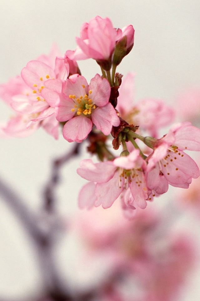 640x960 Blossom Twigs - blossom iPhone 4s Wallpaper