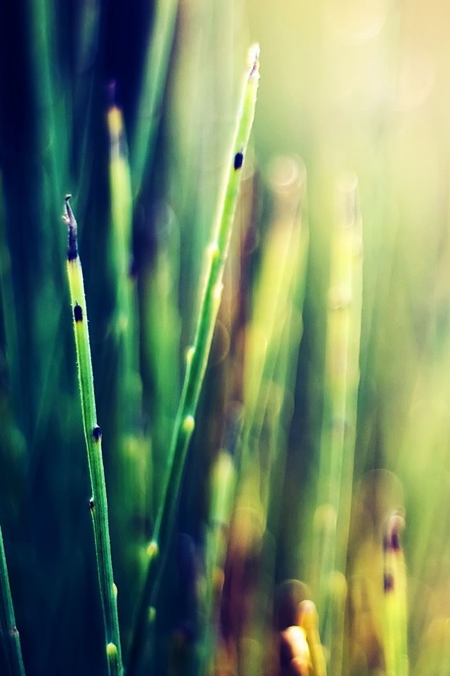 640x960 Neverlookback - circle iPhone 4s Wallpaper
