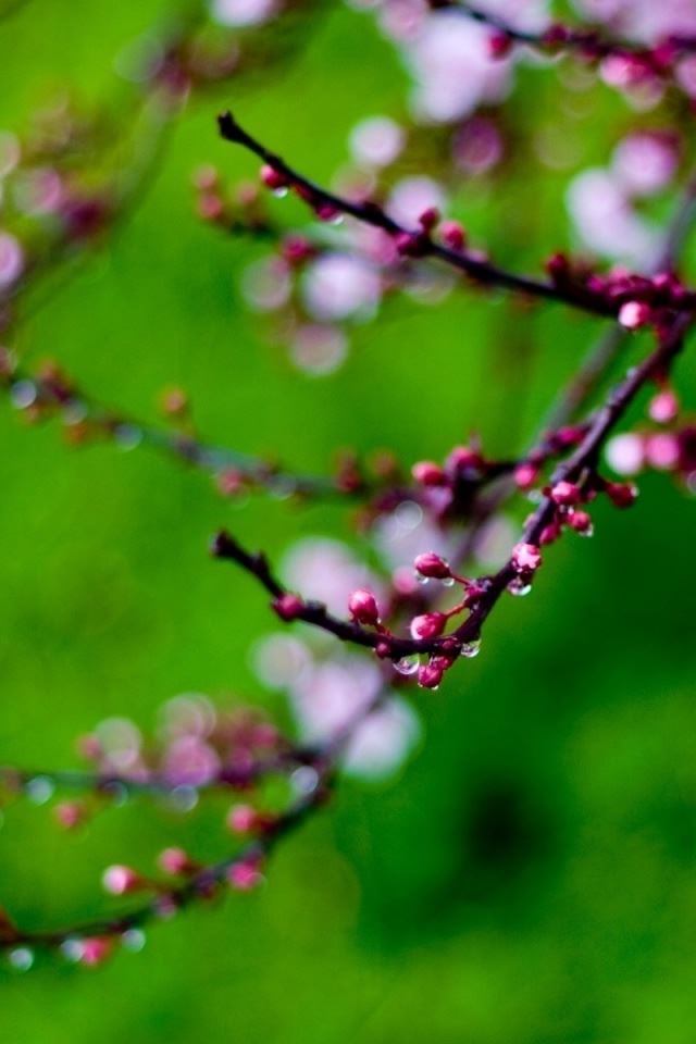 640x960 Pink Buds Bokeh - buds iPhone 4s Wallpaper