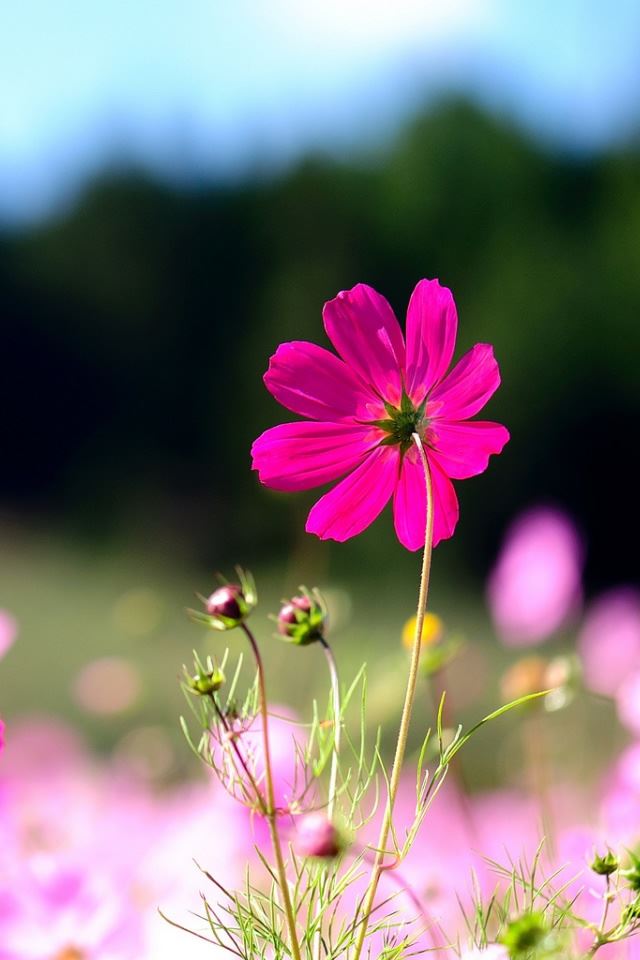 640x960 Pink Cosmos Flowers - mountain iPhone 4s Wallpaper