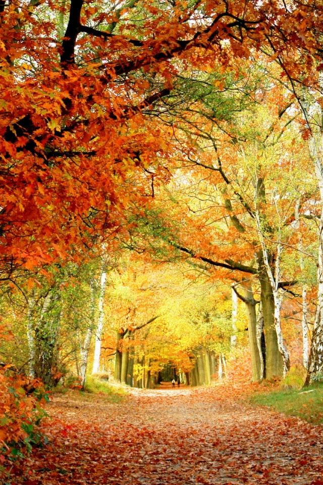 640x960 Red Foliage - tree iPhone 4s Wallpaper