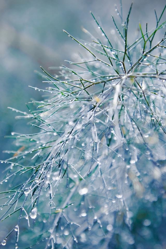 640x960 Raindrops Bokeh - droplet iPhone 4s Wallpaper
