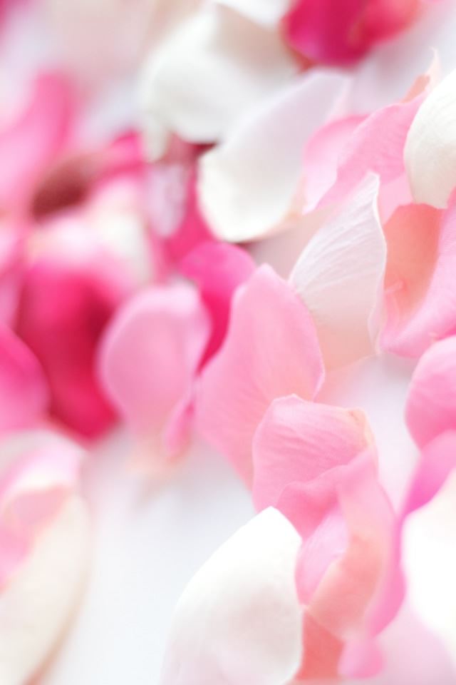 640x960 Pink Orchid Flowers - orchid iPhone 4s Wallpaper