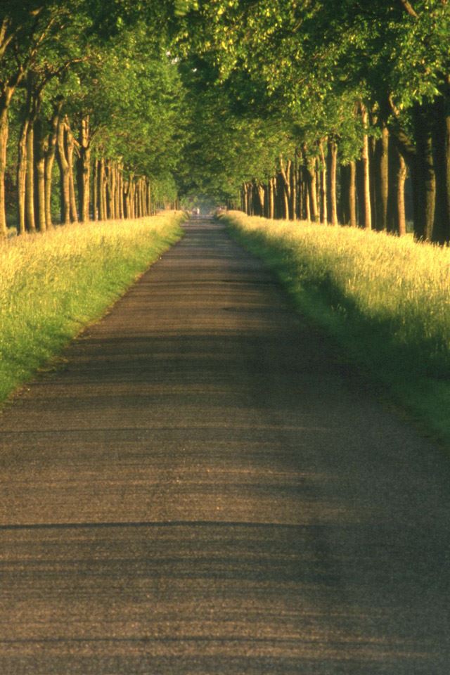 640x960 Tree alley - alley iPhone 4s Wallpaper
