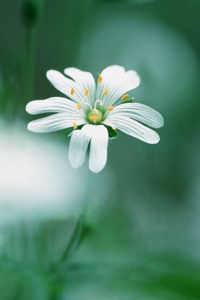 640x960 Pretty little flowers - bokeh iPhone 4s Wallpaper