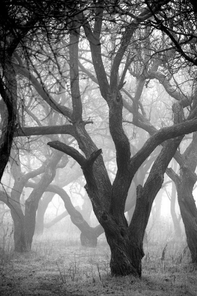 640x960 Misty woods - misty iPhone 4s Wallpaper
