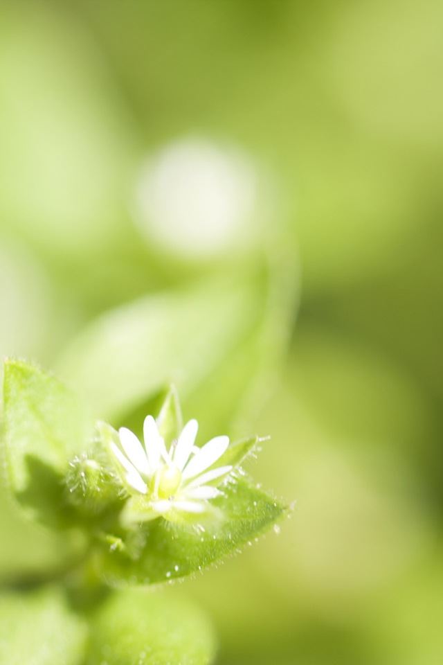 640x960 Pretty little flowers - bokeh iPhone 4s Wallpaper