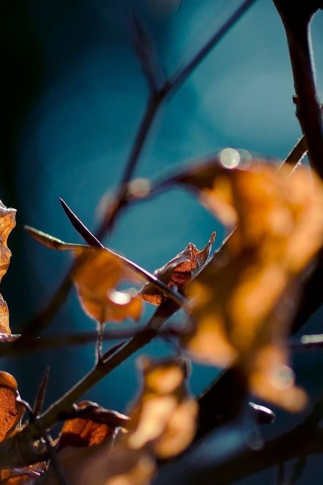640x960 The Autumn Is Coming - circle iPhone 4s Wallpaper