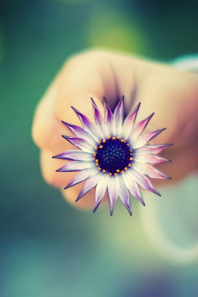 640x960 Pretty flowers bokeh - hand iPhone 4s Wallpaper